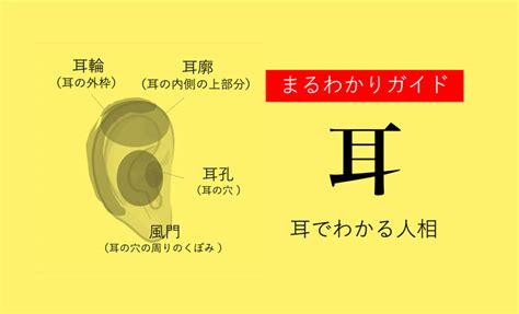 耳形|耳の形や種類で性格・運勢がわかる？左右違うなど人相学におけ。